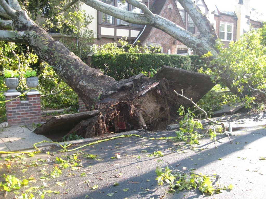 Large tree uprooted from sidewalk in suburban neighborhood